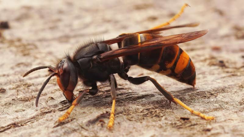 avispa asiática