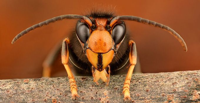 avispa asiática
