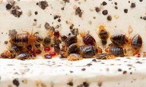 plaga de chinches