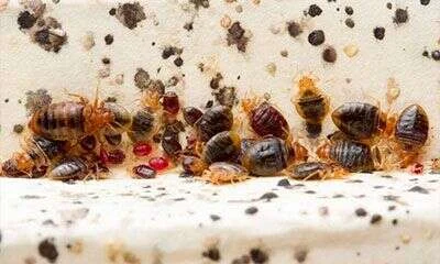 plaga de chinches