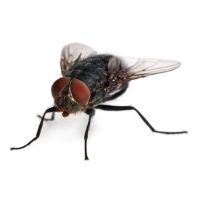 mosca domestica