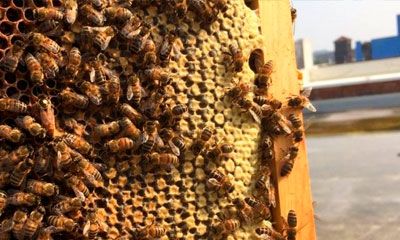 abeja plaga urbana