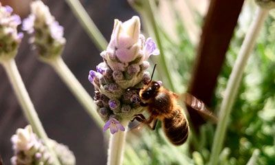 abeja plaga