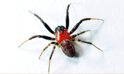 arana roja negra