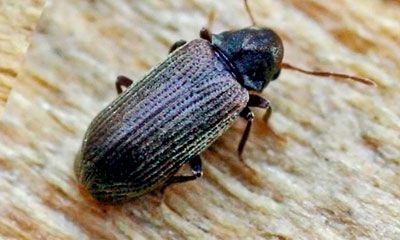 carcoma madera