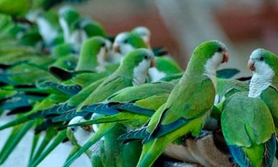 eliminación y control de cotorras