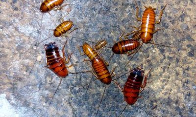 cucaracha eliminar