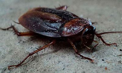 cucaracha plaga