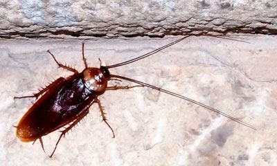 cucaracha plagas