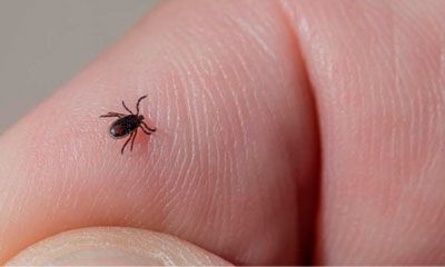 garrapata dedo plaga