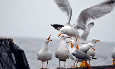 eliminación y control de gaviotas