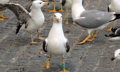 eliminación y control de gaviotas