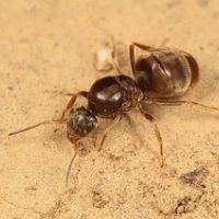 hormiga lasius neglectus