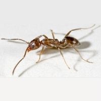hormiga linepithema humile