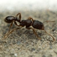hormiga tetramorium caespitum