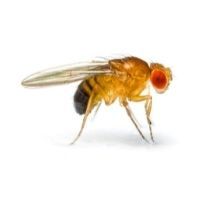 mosca de la fruta