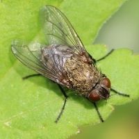 mosca de los desvanes