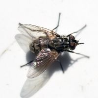 mosca del establo