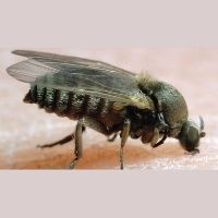 mosca negra