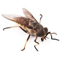 mosca picadura de tabano tabanidae