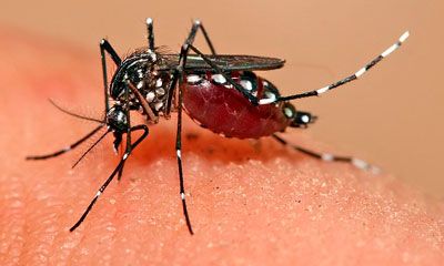 mosquito anatomia