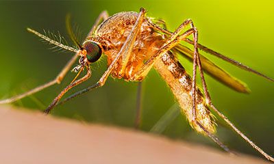 mosquito eliminar