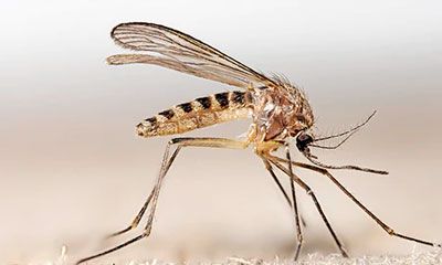 mosquito plaga