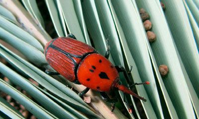 picudo rojo eliminar