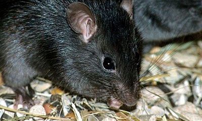 ratas eliminar