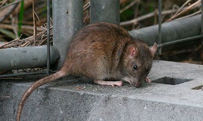 ratas plaga urbana