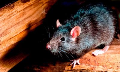 ratas plaga