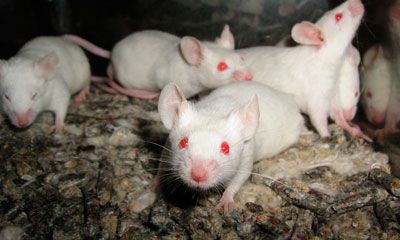 ratones eliminar
