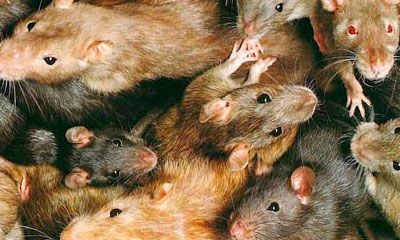 ratones plaga