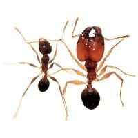 hormiga-Pheidole-pallidula