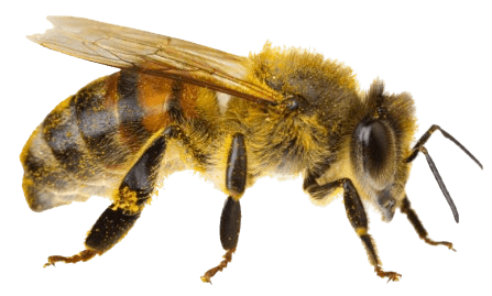 Control y retirada de abejas