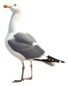 Eliminación y control de gaviotas