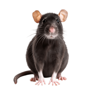 eliminación y control de ratas