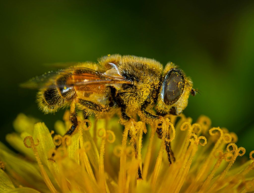 abejas