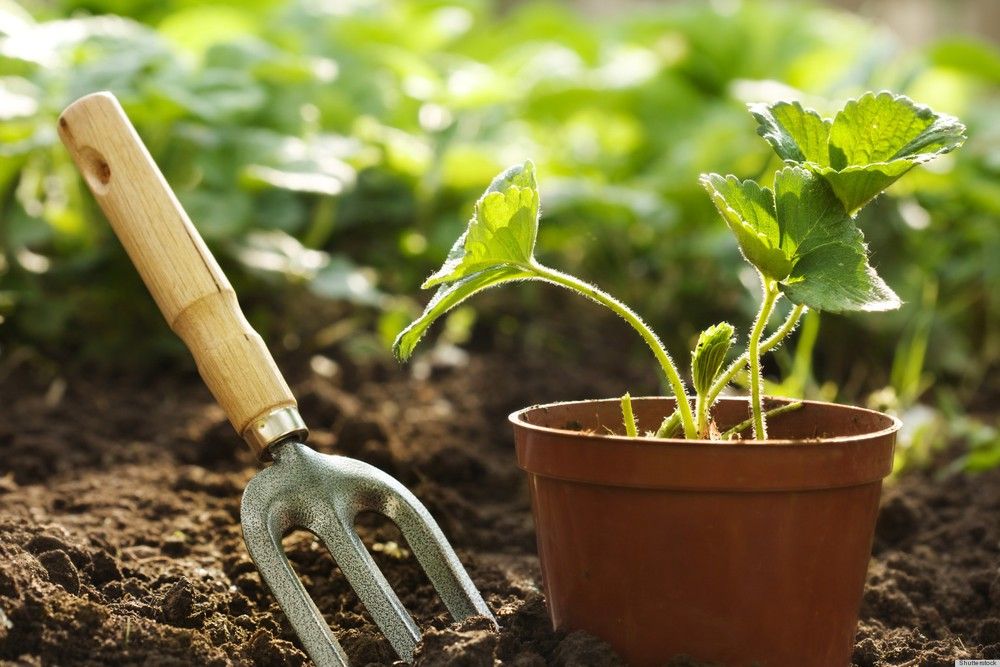 servicio de jardineria