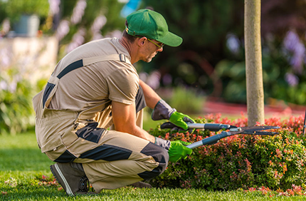 servicio de jardineria
