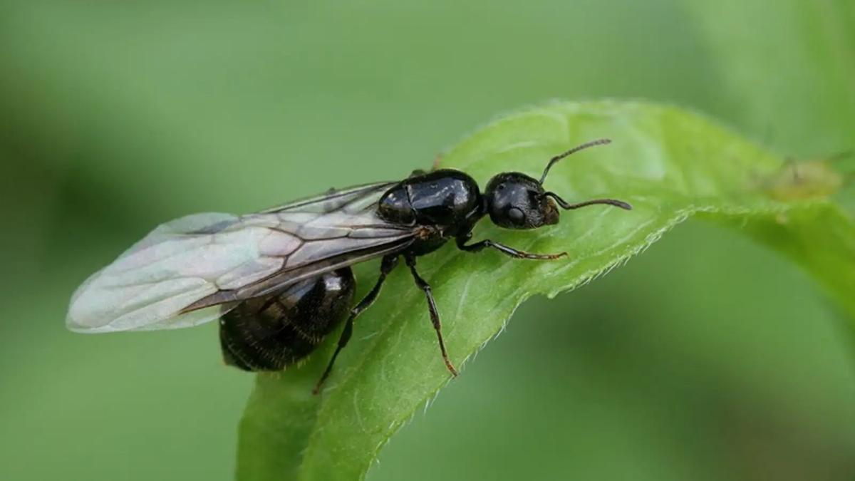 hormigas voladoras
