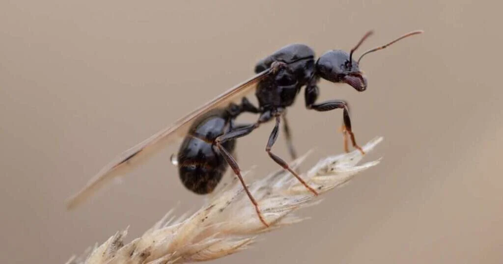 hormigas voladoras