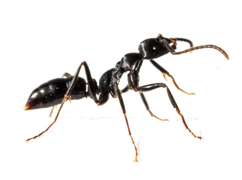 hormiga negra