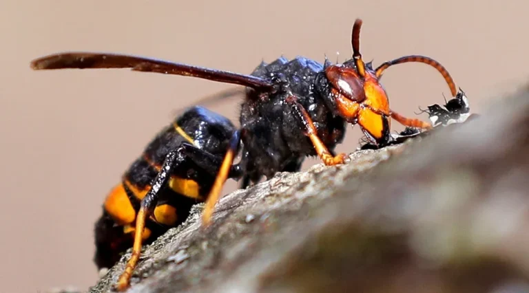alérgico a la avispa asiática