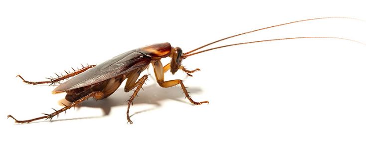 cucarachas alemanas