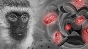 virus del mono