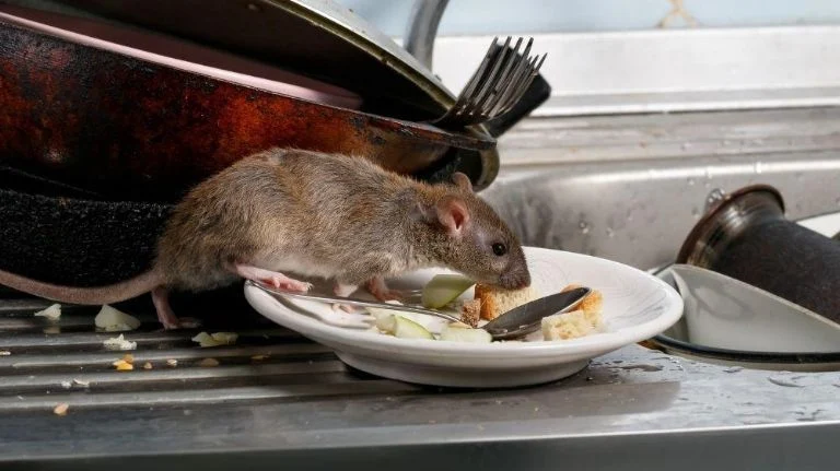 enfermedades de las ratas abansol