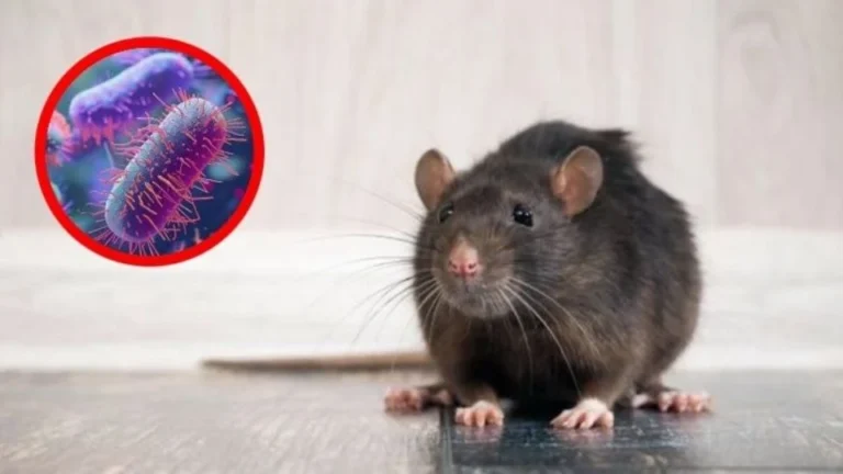 enfermedades de las ratas abansol