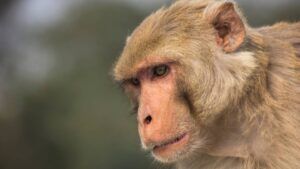 mpox
