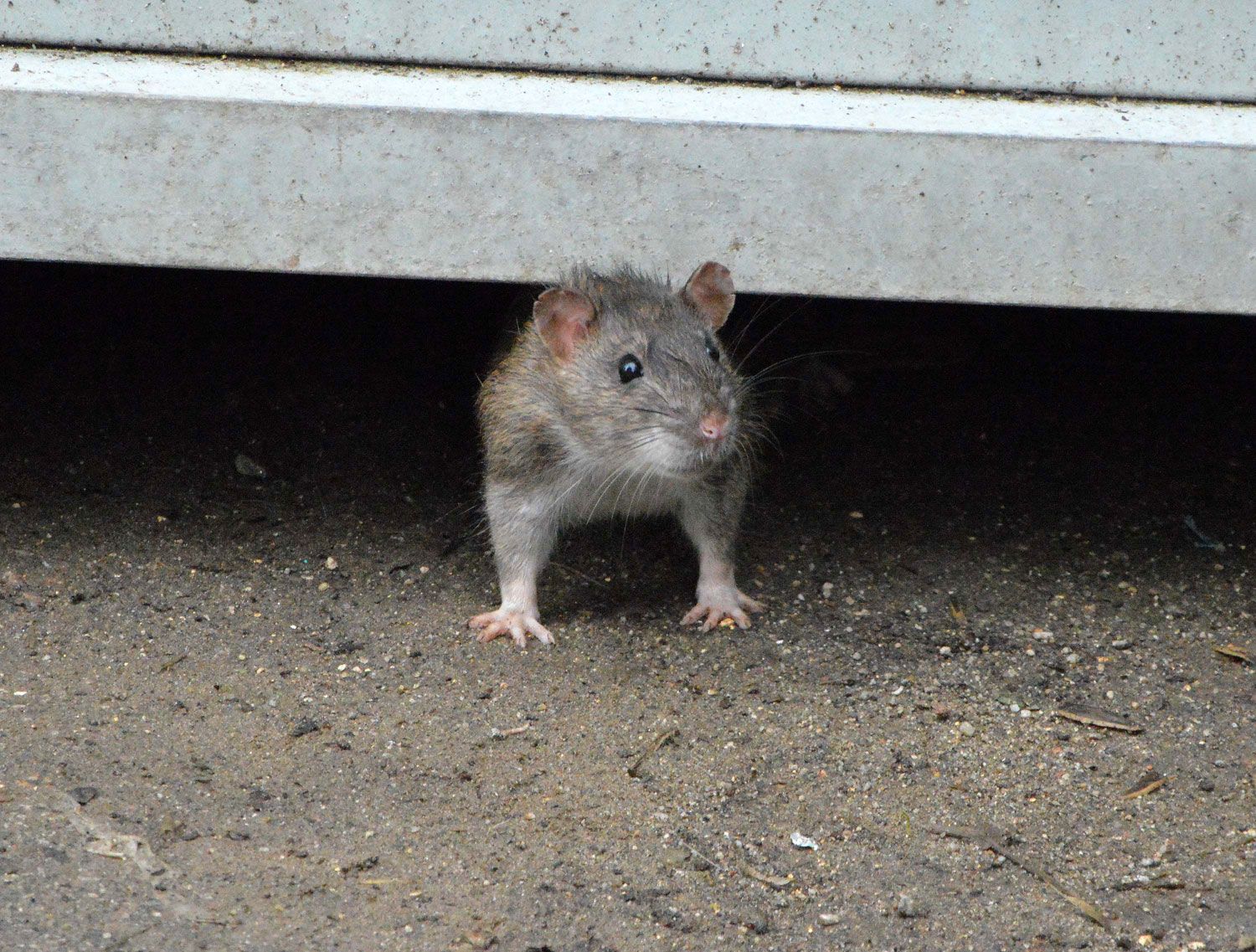 enfermedades de las ratas abansol